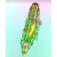 Первая статья